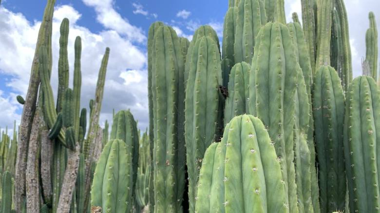 cuidados del cactus san pedro